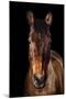 Horse-Fabio Petroni-Mounted Premium Photographic Print