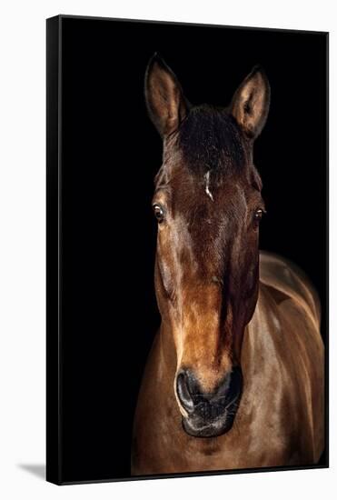 Horse-Fabio Petroni-Framed Stretched Canvas