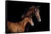 Horse-Fabio Petroni-Framed Stretched Canvas