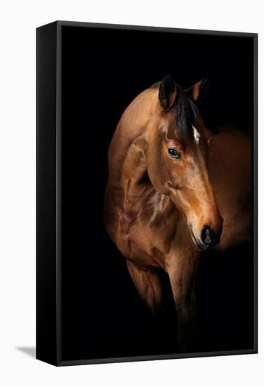 Horse-Fabio Petroni-Framed Stretched Canvas