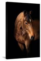 Horse-Fabio Petroni-Stretched Canvas