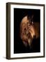 Horse-Fabio Petroni-Framed Premium Photographic Print