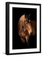 Horse-Fabio Petroni-Framed Premium Photographic Print