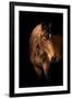 Horse-Fabio Petroni-Framed Premium Photographic Print