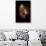 Horse-Fabio Petroni-Mounted Premium Photographic Print displayed on a wall