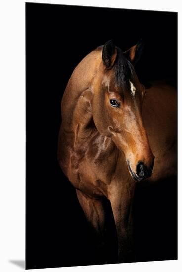 Horse-Fabio Petroni-Mounted Premium Photographic Print