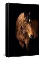 Horse-Fabio Petroni-Framed Stretched Canvas