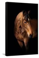 Horse-Fabio Petroni-Framed Stretched Canvas