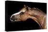 Horse-Fabio Petroni-Stretched Canvas