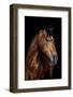 Horse-Fabio Petroni-Framed Photographic Print