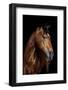 Horse-Fabio Petroni-Framed Photographic Print