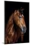 Horse-Fabio Petroni-Mounted Photographic Print