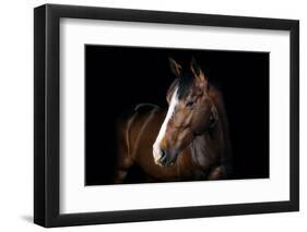 Horse-Fabio Petroni-Framed Photographic Print