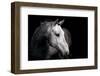 Horse-Fabio Petroni-Framed Photographic Print