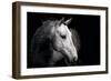 Horse-Fabio Petroni-Framed Photographic Print