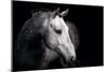 Horse-Fabio Petroni-Mounted Photographic Print