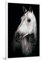 Horse-Fabio Petroni-Framed Photographic Print