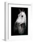 Horse-Fabio Petroni-Framed Photographic Print