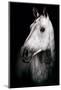 Horse-Fabio Petroni-Mounted Photographic Print