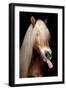 Horse-Fabio Petroni-Framed Photographic Print