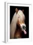 Horse-Fabio Petroni-Framed Photographic Print