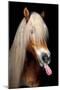 Horse-Fabio Petroni-Mounted Photographic Print