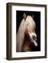 Horse-Fabio Petroni-Framed Photographic Print