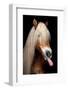 Horse-Fabio Petroni-Framed Photographic Print