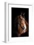 Horse-Fabio Petroni-Framed Photographic Print