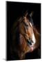 Horse-Fabio Petroni-Mounted Photographic Print