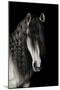 Horse-Fabio Petroni-Mounted Photographic Print