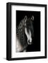 Horse-Fabio Petroni-Framed Photographic Print