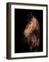 Horse-Fabio Petroni-Framed Photographic Print