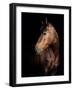 Horse-Fabio Petroni-Framed Photographic Print