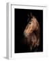 Horse-Fabio Petroni-Framed Photographic Print