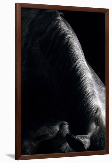 Horse-Fabio Petroni-Framed Photographic Print