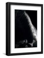 Horse-Fabio Petroni-Framed Photographic Print