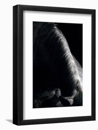 Horse-Fabio Petroni-Framed Photographic Print