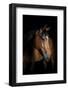 Horse-Fabio Petroni-Framed Photographic Print