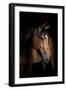 Horse-Fabio Petroni-Framed Photographic Print