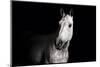 Horse-Fabio Petroni-Mounted Photographic Print