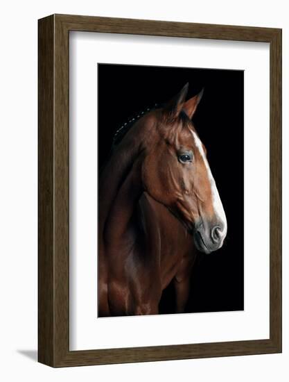 Horse-Fabio Petroni-Framed Photographic Print