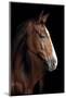 Horse-Fabio Petroni-Mounted Photographic Print