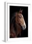 Horse-Fabio Petroni-Framed Photographic Print