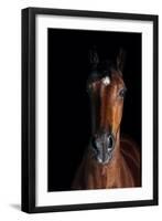 Horse-Fabio Petroni-Framed Photographic Print