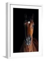 Horse-Fabio Petroni-Framed Photographic Print