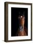 Horse-Fabio Petroni-Framed Photographic Print