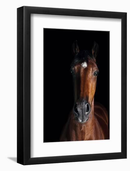 Horse-Fabio Petroni-Framed Photographic Print