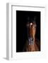 Horse-Fabio Petroni-Framed Photographic Print