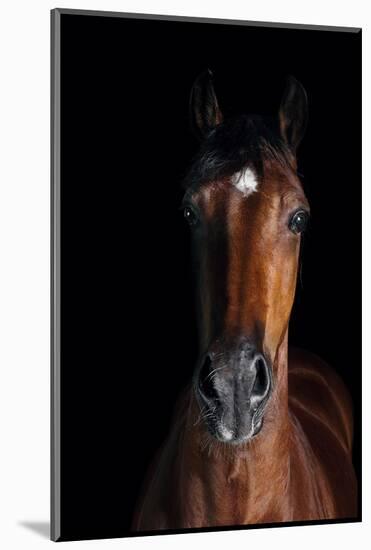 Horse-Fabio Petroni-Mounted Photographic Print